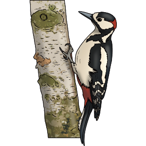 Woodpecker On Tree