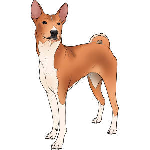 Standing Basenji Dog