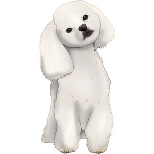 Shih Tzu Puppy