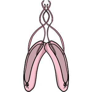 Ballet shoes