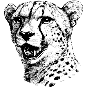 Cheetah Portrait