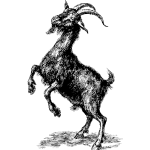 Goat Dancing