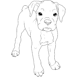 Cute Boxer Puppy