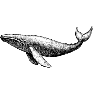 Blue Whale Side View
