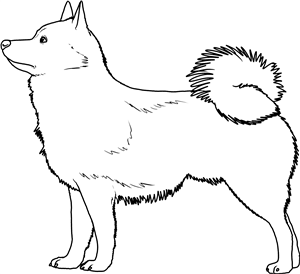 Schipperke Dog