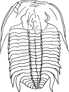 Trilobite