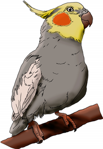 Cockatiel