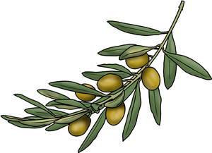 Olive Branch