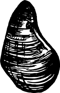 Sea Mussel