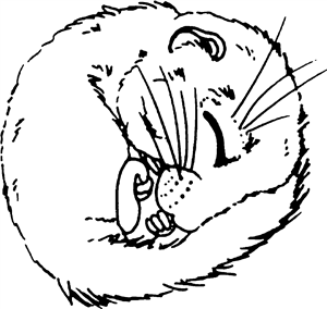 Sleeping Dormouse