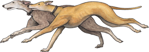 Running Greyhounds
