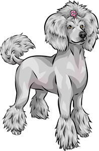 Grey Poodle