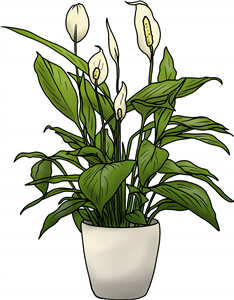Peace Lily
