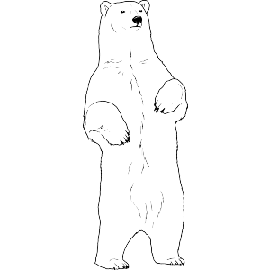 Standing Polar Bear