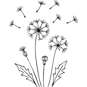 Dandelion