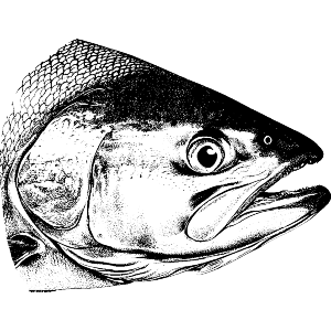Salmon Fish Head