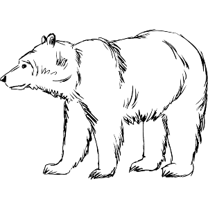 Bear Line Art