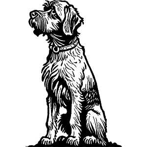 Wirehaired Pointing Griffon Dog