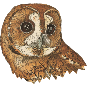 Tawny Owl Portrait
