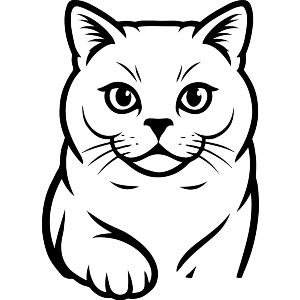 British Shorthair Cat