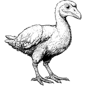 Dodo Bird