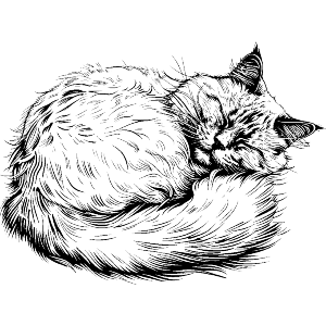 Sleeping Persian Cat