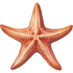 Single Starfish