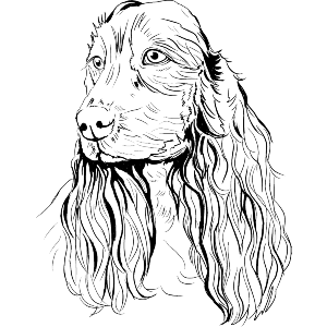 Spaniel Dog Portrait
