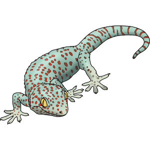 Tokay Gecko