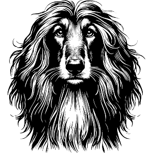 Afghan Hound