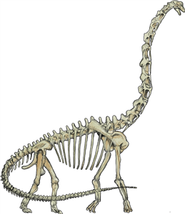 Brachiosaurus Skeleton
