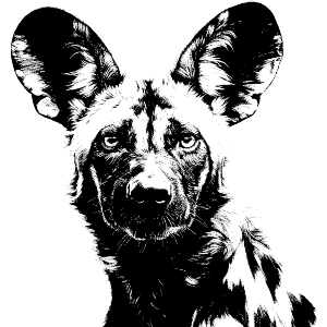 African Wild dog