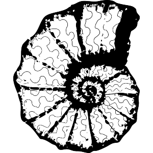 Seashell