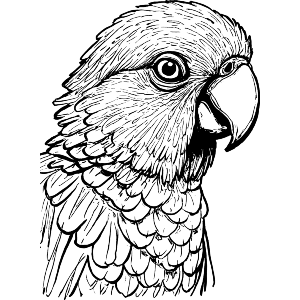 Kakapo Parrot