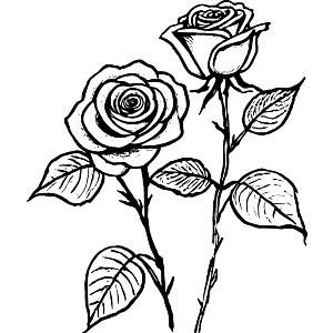 Two Roses