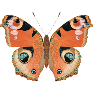 Open Winged Butterfly