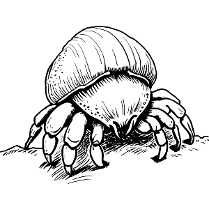 Hermit Crab