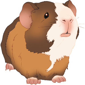 Adorable Baby Guinea Pig