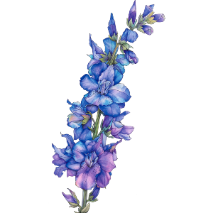 Larkspur Flower 
