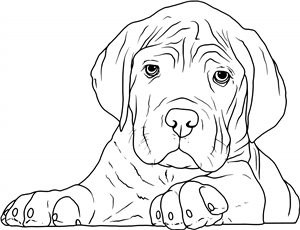 Cane Corso Puppy
