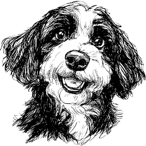 Bernedoodle Puppy