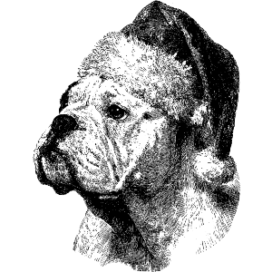 English Bulldog Wearing Santa Hat Portrait
