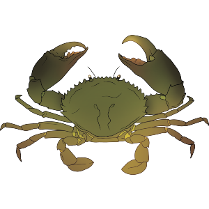 Atlantic Sea Crab