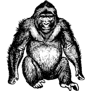 Gorilla 