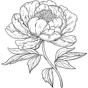 Single Peony Flower