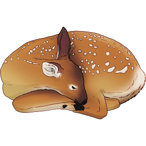 Sleeping Fawn
