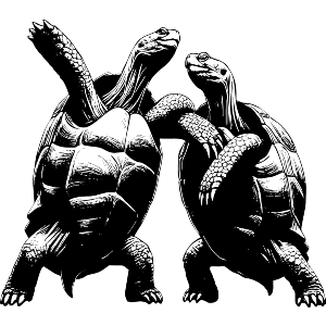 Dancing Tortoises