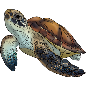 Sea Turtle