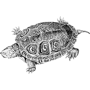 Sea Turtle Black and White Lithography 