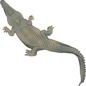 Alligator Top View